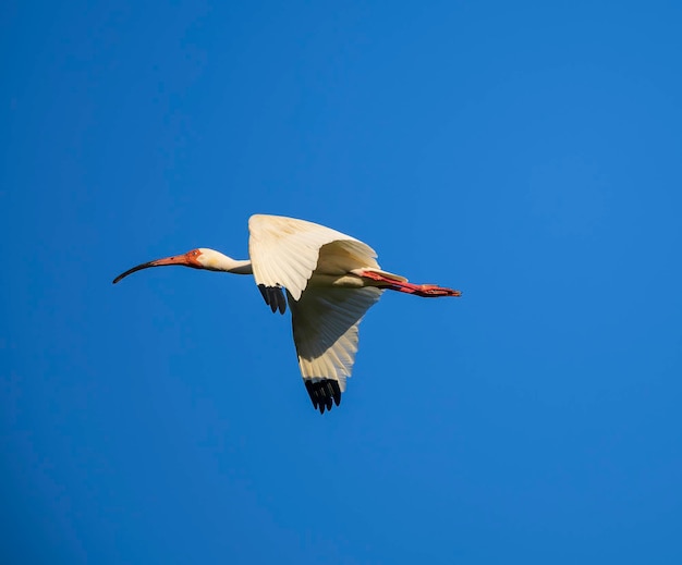 Ibis bianco solitario in volo in una giornata di sole