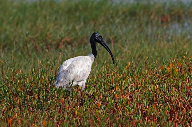 Ibis con testa nera Threskiornis melanocephalus Beautiful Birds of Thailand