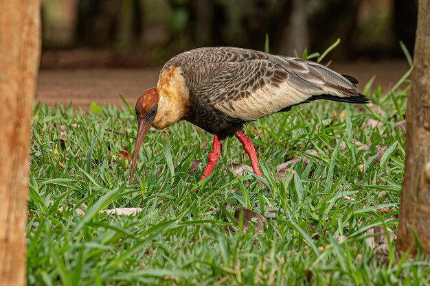 Ibis dal collo buffo