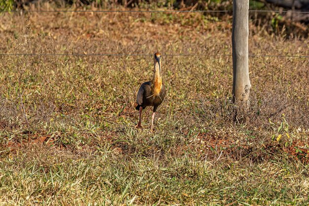 Ibis dal collo buffo