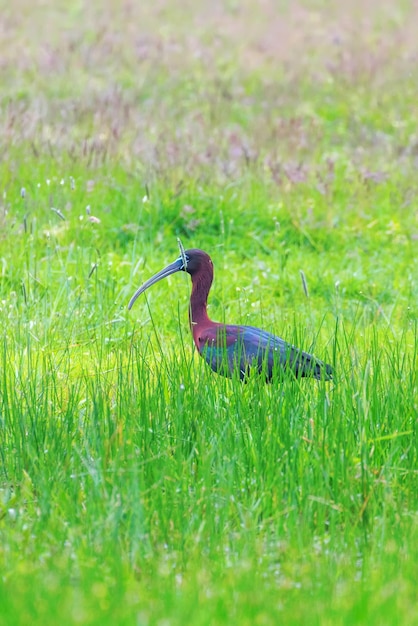 Ibis lucido che si nutre di praterie paludose