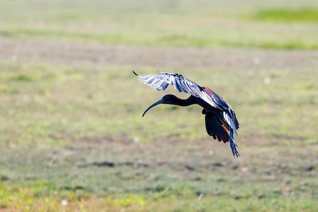 Ibis lucido in volo (Plegadis falcinellus)