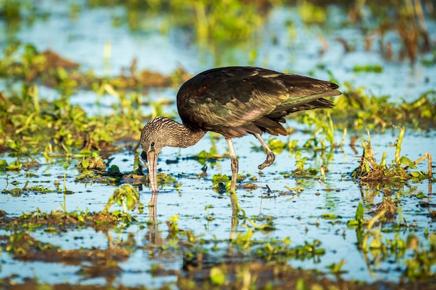 Ibis lucido (plegadis falcinellus) con una gamba sola in un campo di riso nel parco naturale Albufera de Valencia, Valencia, Spagna.