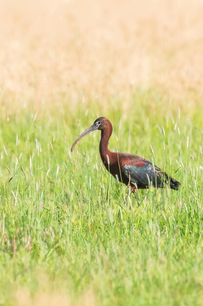 Ibis lucido (Plegadis falcinellus) trampoliere in habitat naturale