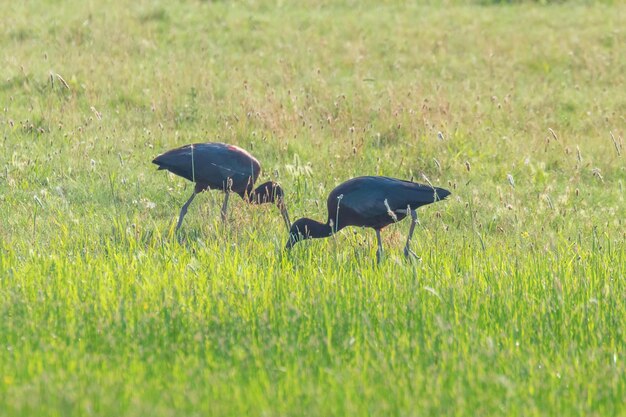 Ibis lucido (Plegadis falcinellus) trampoliere in habitat naturale