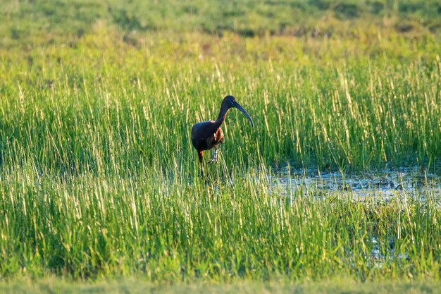 Ibis lucido (Plegadis falcinellus) trampoliere