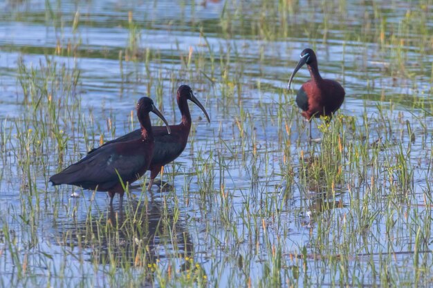 Ibis lucido (Plegadis falcinellus) trampoliere