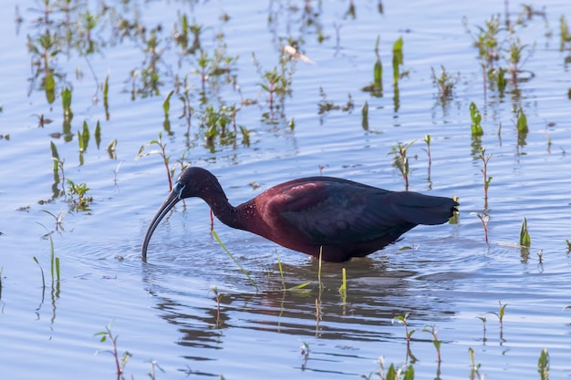 Ibis lucido (Plegadis falcinellus) trampoliere