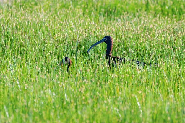 Ibis lucido (Plegadis falcinellus) trampoliere