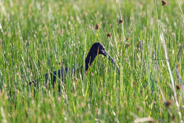 Ibis lucido (Plegadis falcinellus) trampoliere