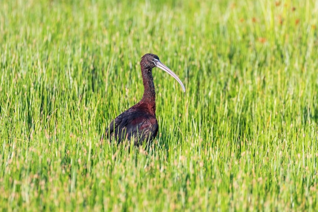 Ibis lucido Plegadis falcinellus Uccello trampoliere