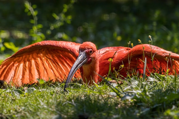 Ibis scarlatto in appoggio a terra