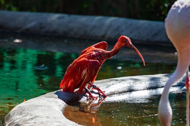 Ibis scarlatto Uccelli e uccelli Mondo acquatico e fauna Fauna e zoologia