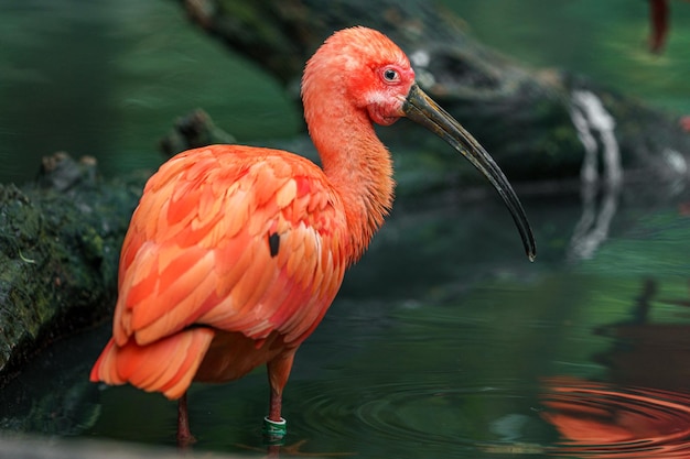 Ibis scarlatto