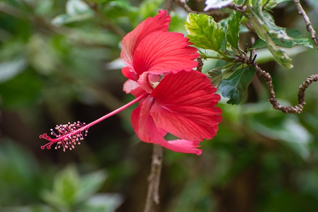 Ibisco bellissimo fiore di ibisco rosso nel fuoco selettivo della luce naturale del giardino