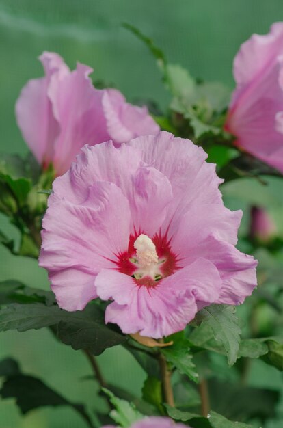 Ibisco rosa colorato che fiorisce nel giardino nelle soleggiate giornate estive Rosa rosa malva Ibisco rosa in giardino