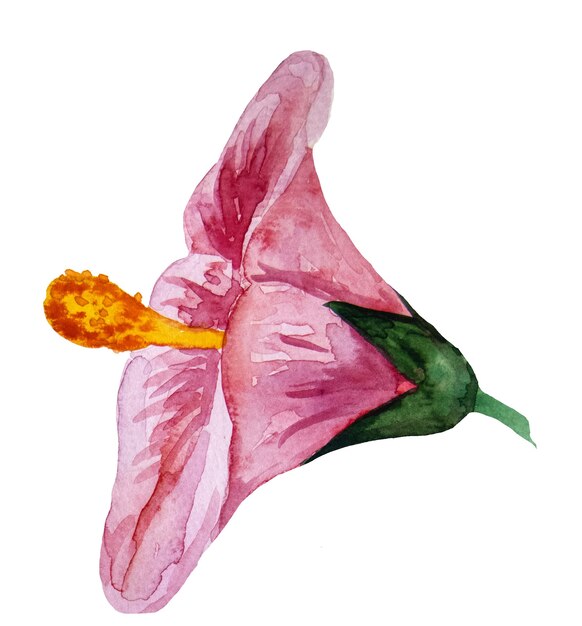 Ibisco rosa dell'acquerello, illustrazioni di fiori tropicali isolate