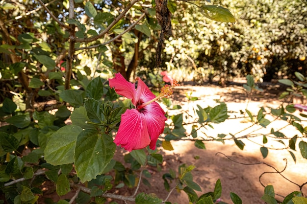 Ibisco rosso Fiore del genere Hibiscus