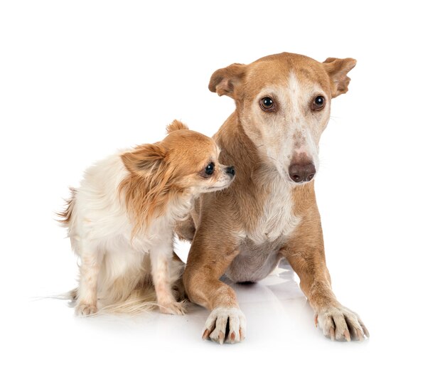 Ibizan Hound e chihuahua