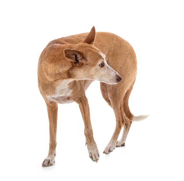 Ibizan Hound isolato