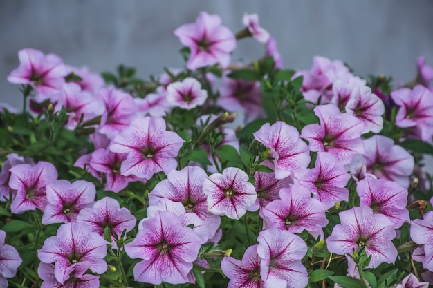 Ibridi calibrachoa viola