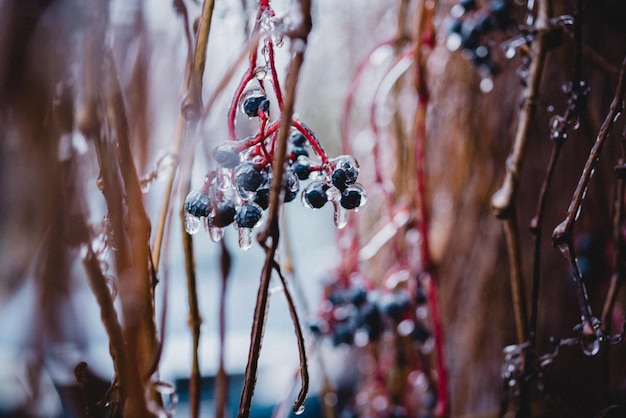 Icy pioggia gelata inverno clima Virginia superriduttore bacche ricoperte di ghiaccio dopo la pioggia gelata