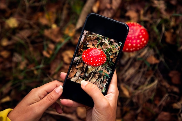 Identificazione dei funghi