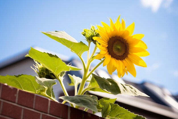 Ideologia botanica Girasole seduto in cima al Capitolo di Marx