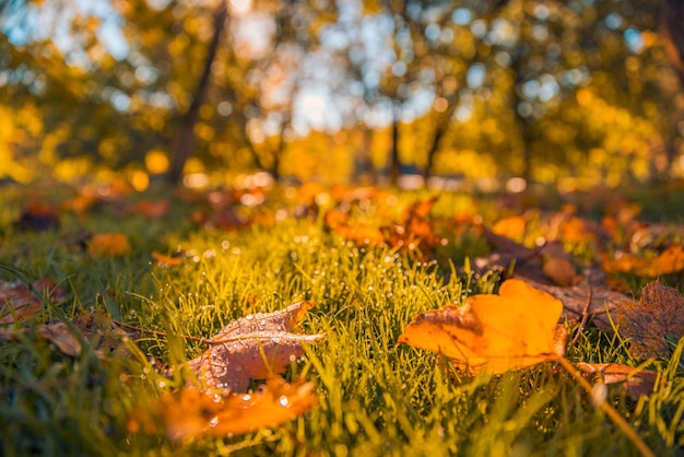 Idilliaca caduta foglie sfondo prato al sole, primo piano della scena naturale autunnale nel giardino autunnale