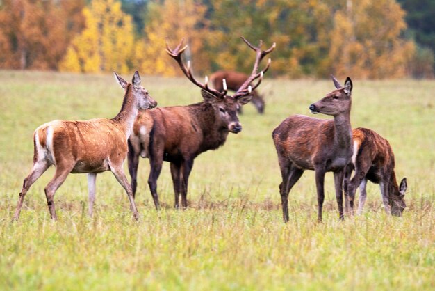 Idillio autunnale Il quartetto di cervi suona la sua carta da parati musicale