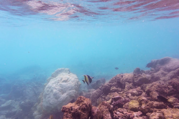 Idolo Moro Zanclus cornutus Natura marina tropicale e corallina Bellissimo mondo sottomarino Fotografia sottomarina