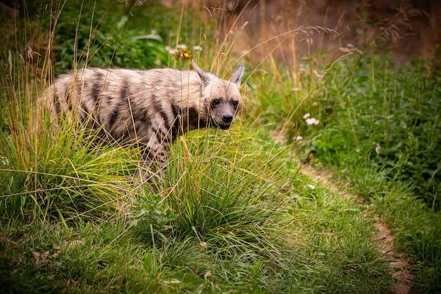 Iena bruna che cammina nell'habitat alla ricerca della natura nello zoo Animali selvatici in cattività Bellissimo canino e carnivoro Hyaena brunnea