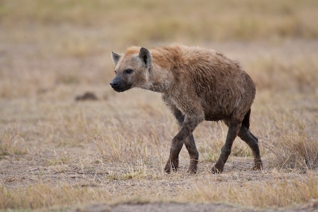 Iena che cammina nella savana