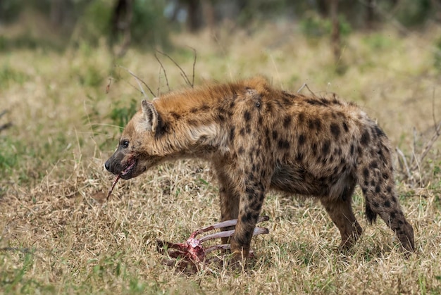 Iena che mangia Kruger National Park Sud Africa