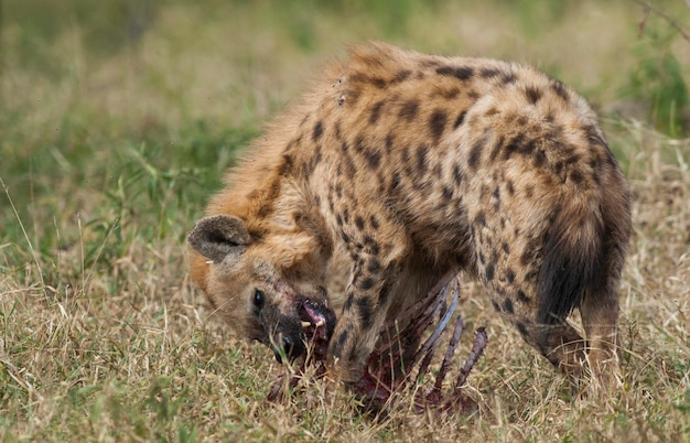 Iena che mangia Kruger National Park Sud Africa