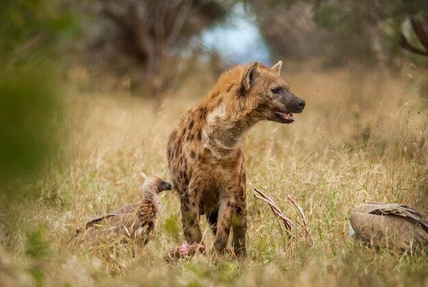 Iena che mangia Kruger National Park Sud Africa