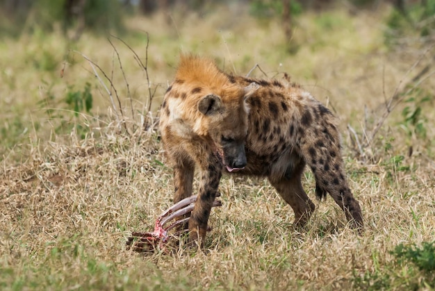 Iena che mangia Kruger National Park Sud Africa