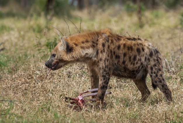 Iena che mangia Kruger National Park Sud Africa