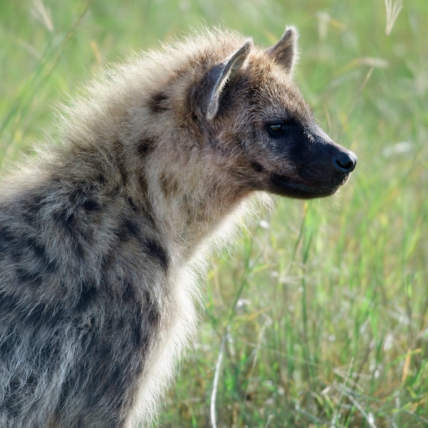 Iena nel Parco Nazionale del Serengeti