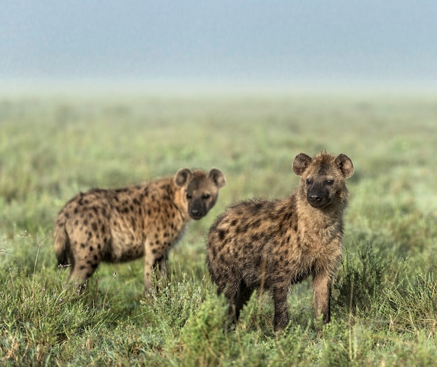 Iene che guarda lontano nel Parco Nazionale del Serengeti