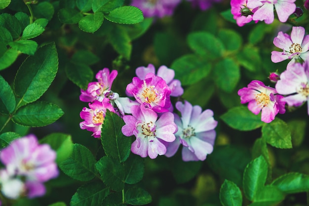 Ieri è aumentato di Harkness - piccoli fiori rosa, di tipo rampicante