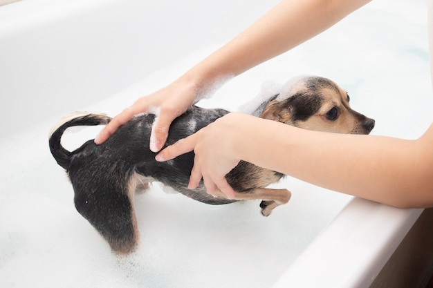 Igiene e salute del cane. Una giovane ragazza bagna un piccolo cane terrier giocattolo nel bagno di schiuma