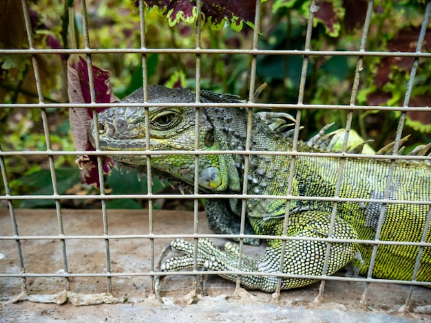 Iguana adulta in una gabbia con uno sguardo triste