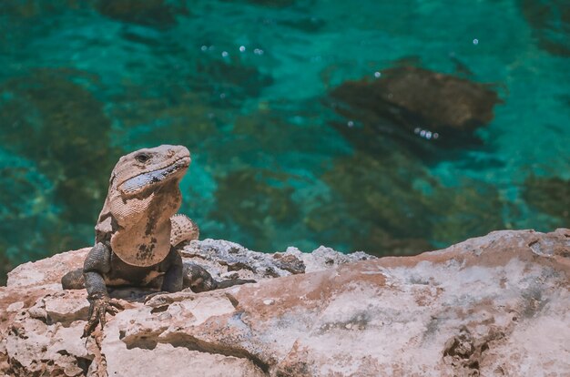 Iguana al sole sulla spiaggia