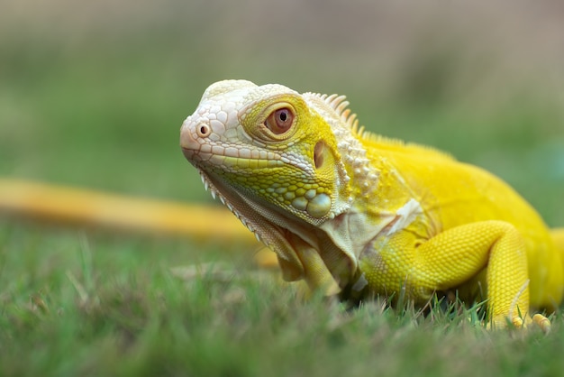 Iguana albina gialla sull'erba