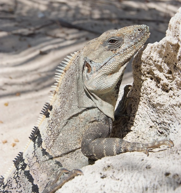 Iguana appoggiata su una roccia corallina morta