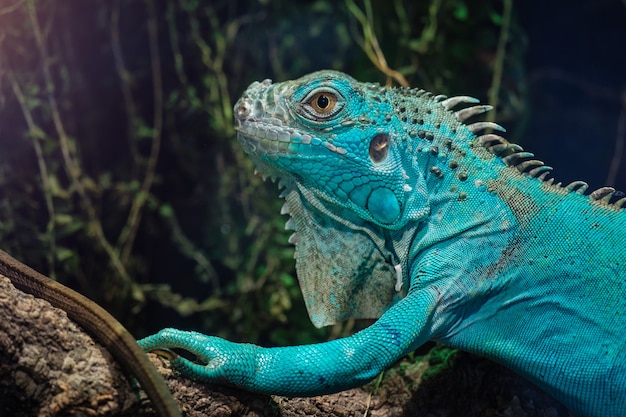 Iguana blu nel pianeta Dubai di verde del parco