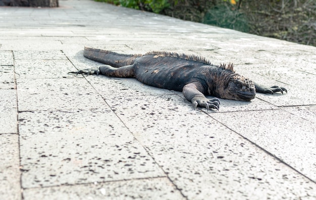 Iguana che cammina lungo la strada principale di Santa Cruz Galapagos