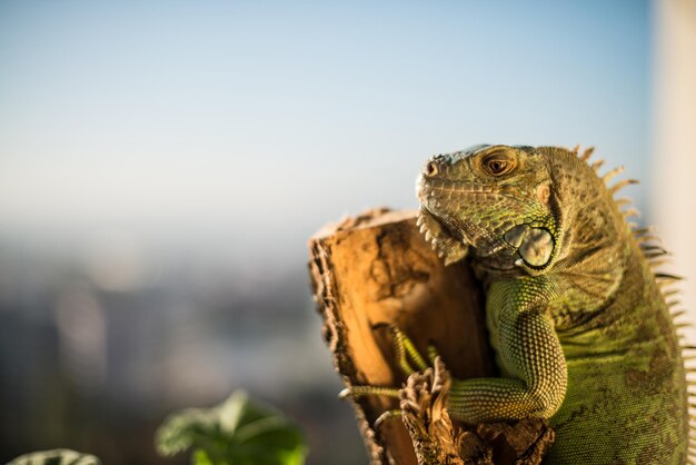 iguana che striscia su un pezzo di legno e posa