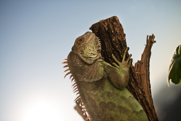 iguana che striscia su un pezzo di legno e posa